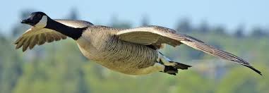 Canadian goose shop spirit animal